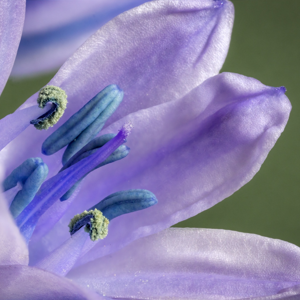 Фиолетовый цветок тюльпана крупным планом 