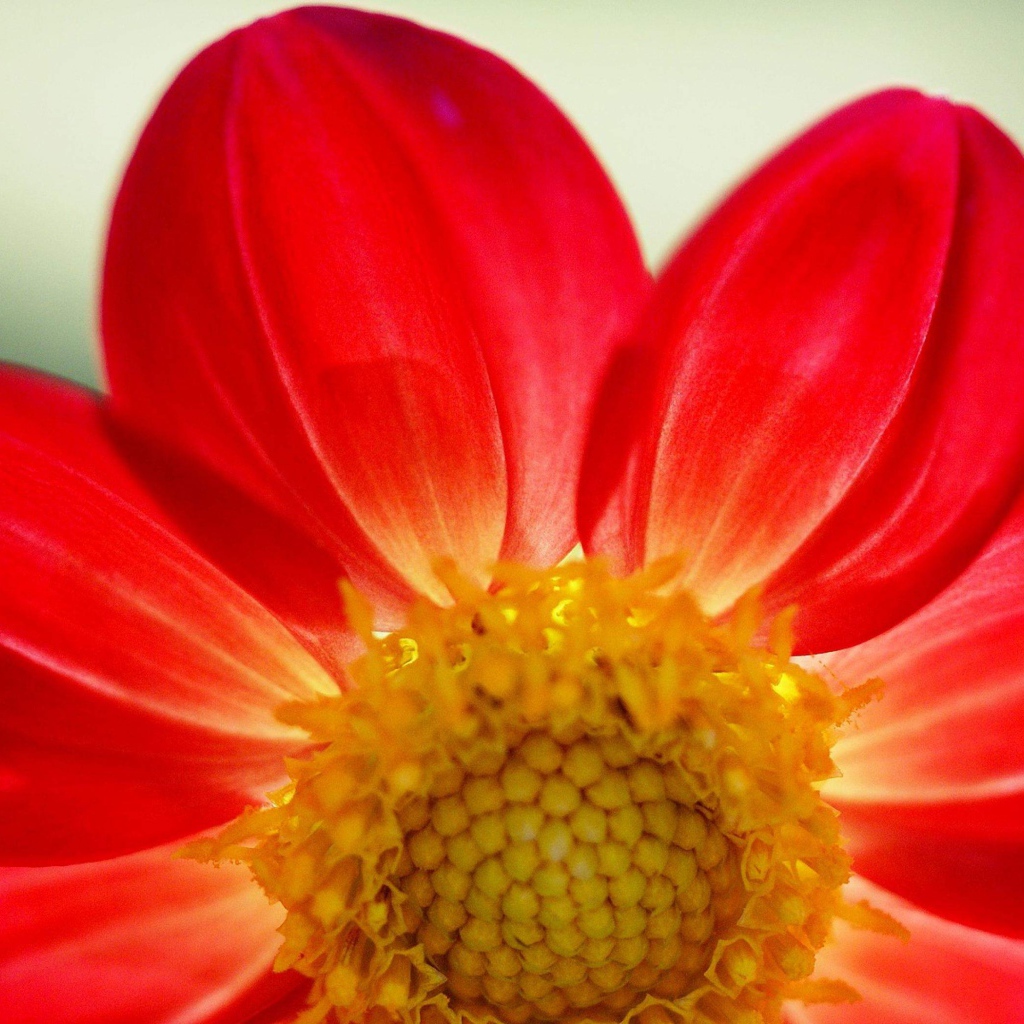 Красный цветок георгины крупным планом