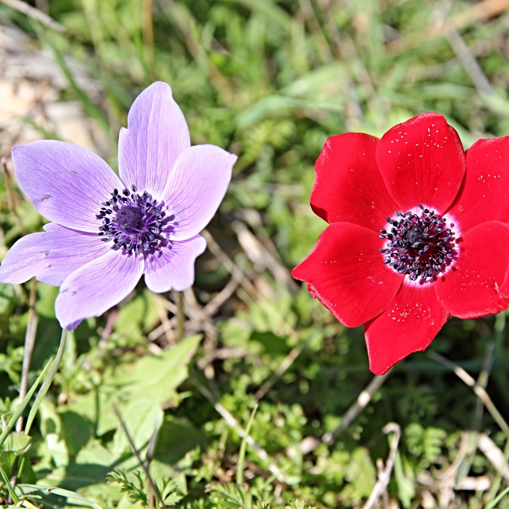 Красный и сиреневый цветок анемоны в траве
