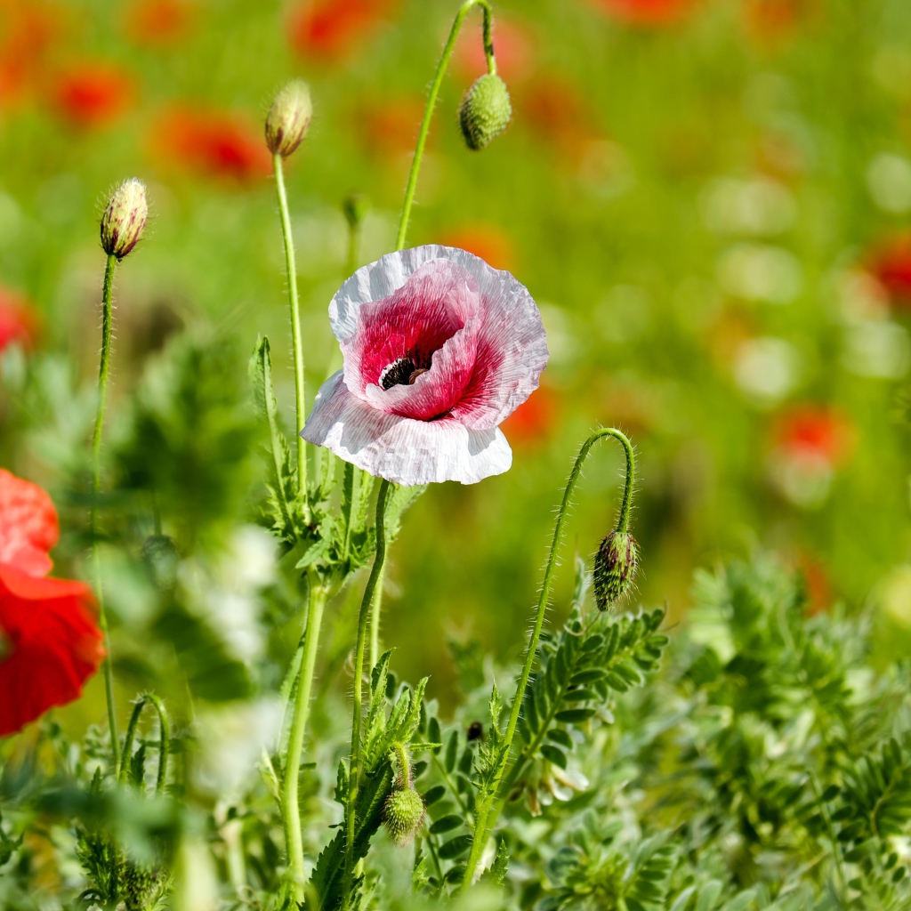 Красные и розовые маки с бутонами на поле солнечным летним днем