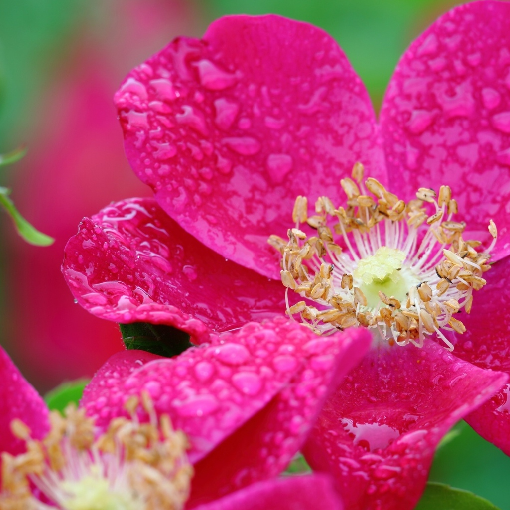 Красная распустившаяся роза в каплях росы