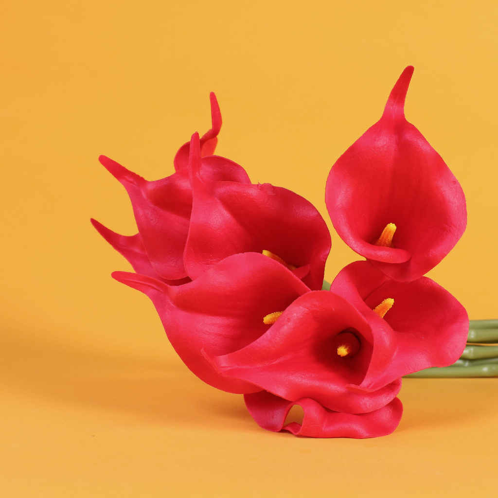 Красные цветы каллы на желтом фоне