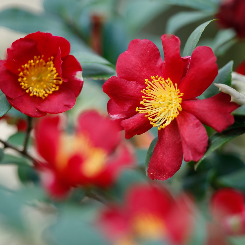 Red camellia flowers with green leaves