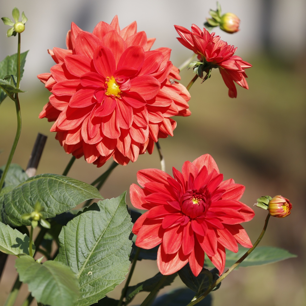 Красные цветы георгин с бутонами на клумбе 