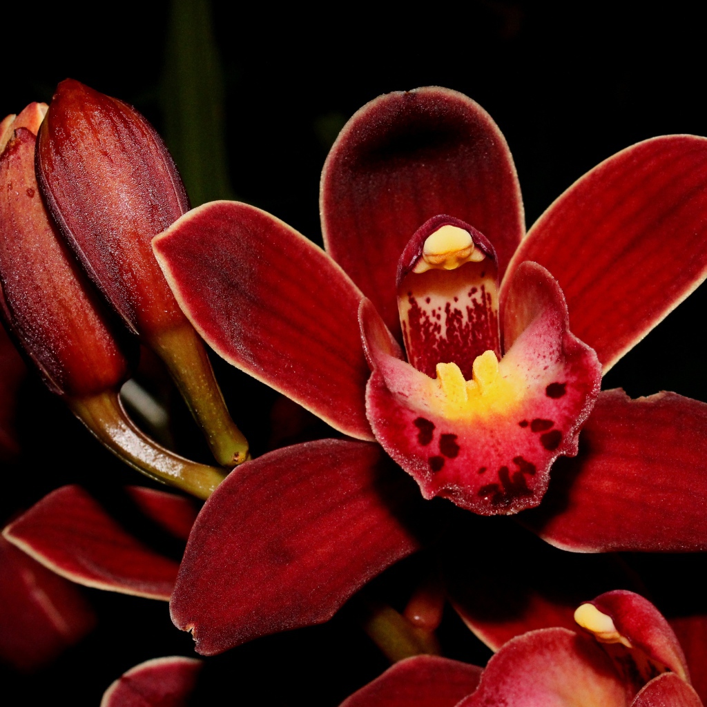 Красные экзотические орхидеи с бутонами на черном фоне