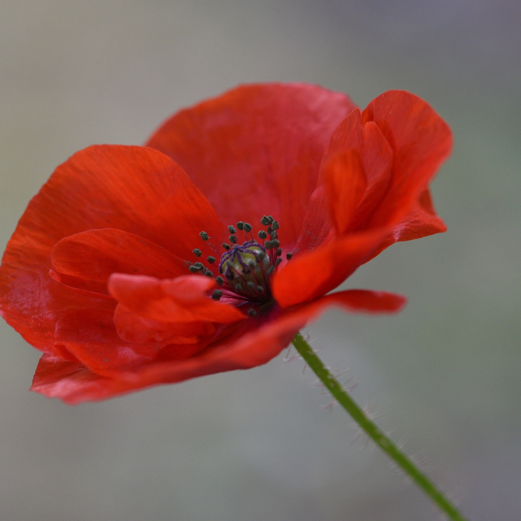 Красный цветок полевого мака крупным планом