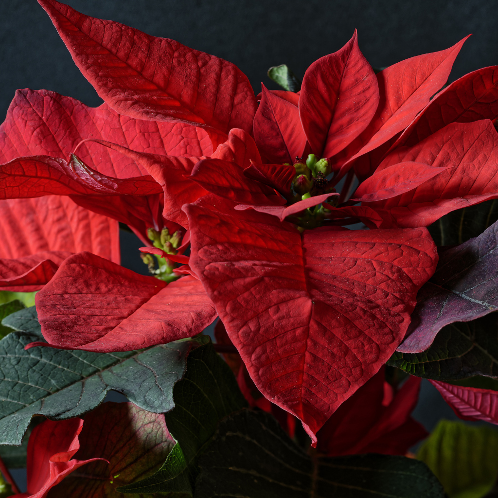 Красные цветы молочай в комнате