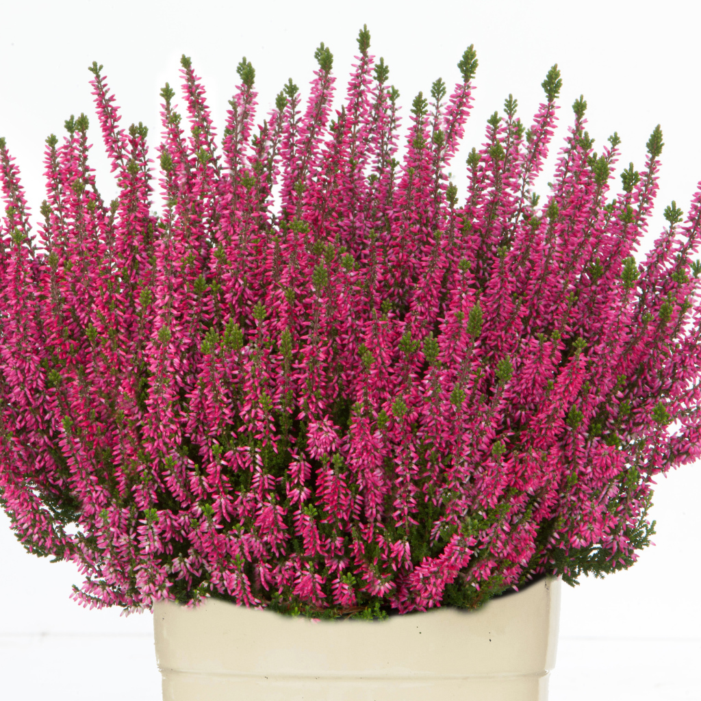 Красные цветы вереск в вазе на белом фоне