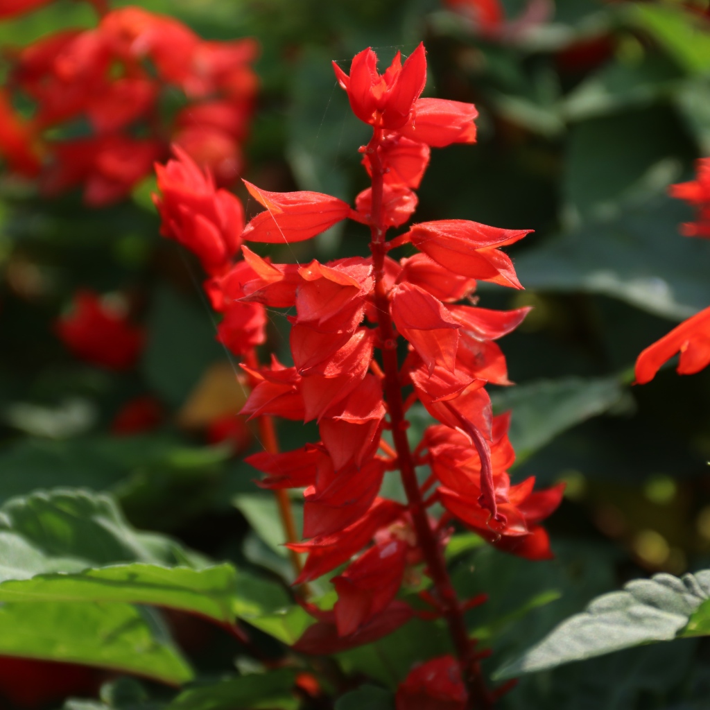 Красные садовые цветы сальвия крупным планом