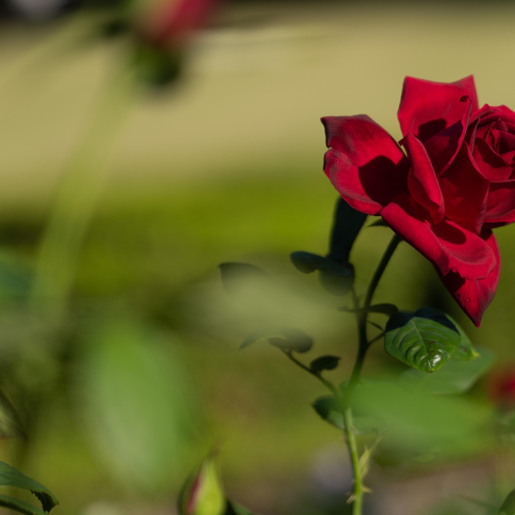 Красный садовый цветок розы в лучах солнца