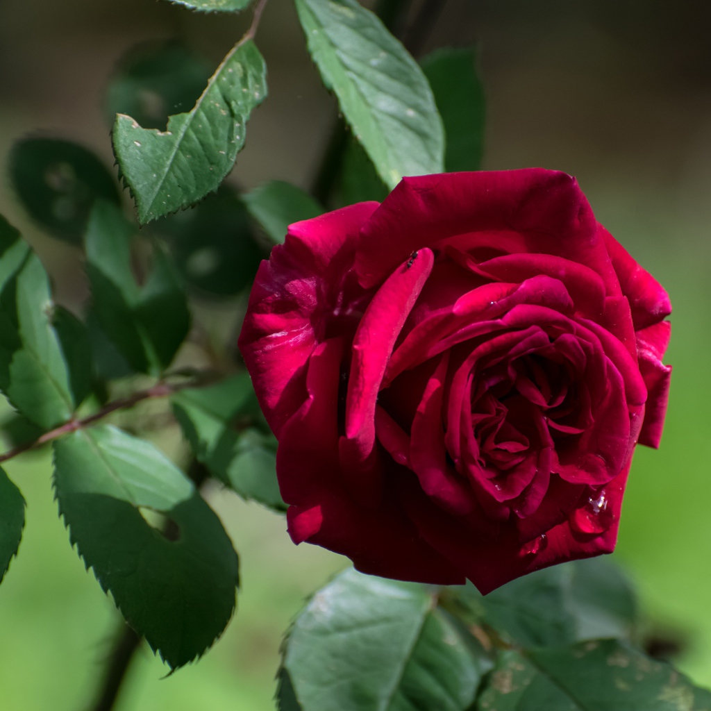 Красная садовая роза с зелеными листьями крупным планом