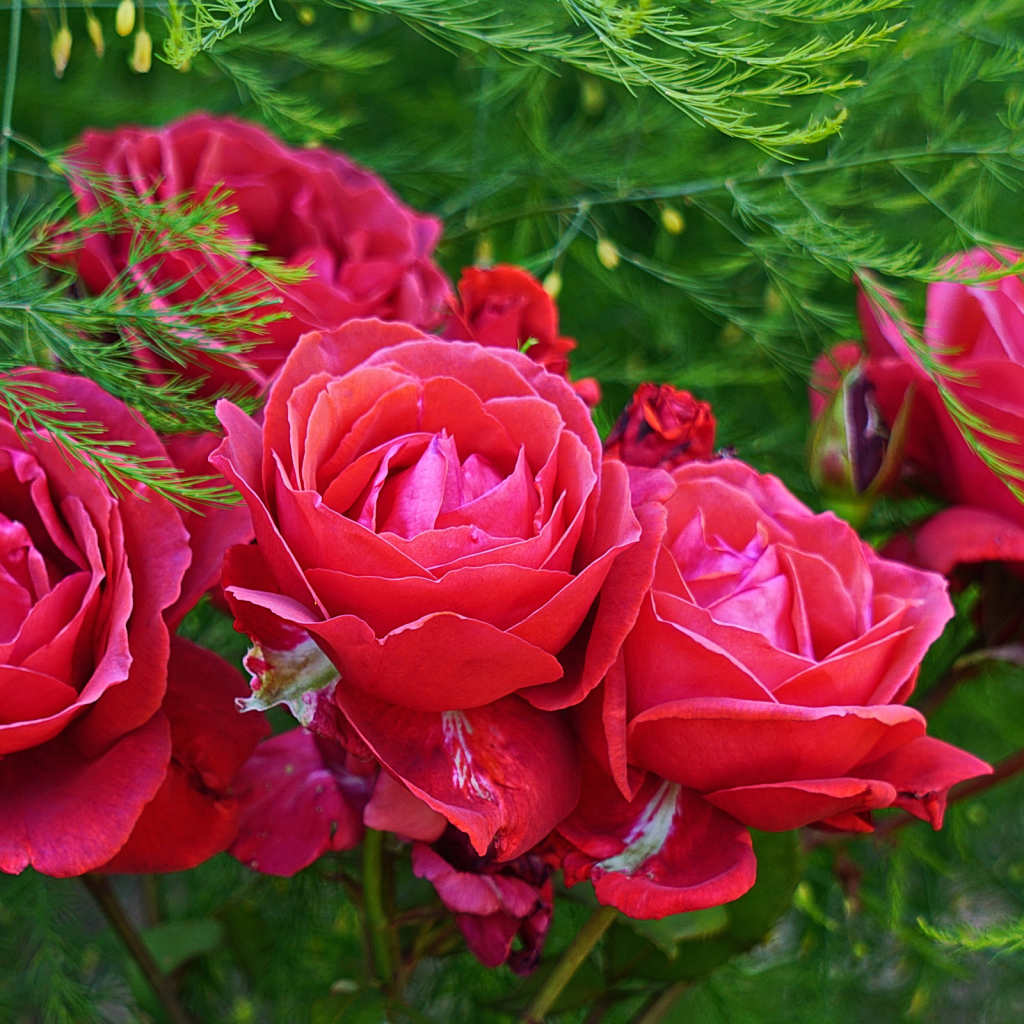 Красные садовые розы на клумбе с зелеными листьями