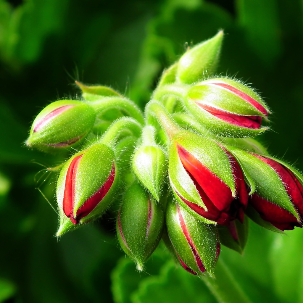 Красные цветы герани распускаются 