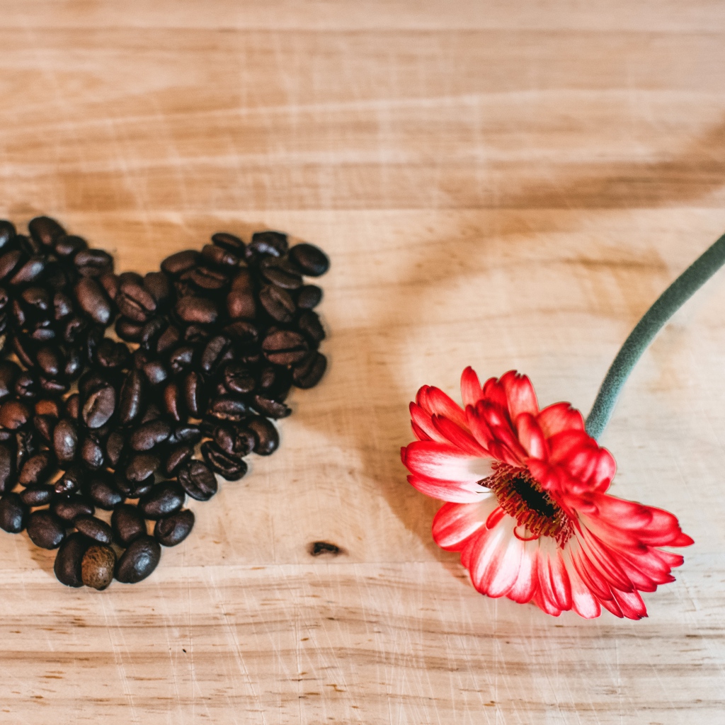 Красная гербера и сердце из кофейных зерен на столе 