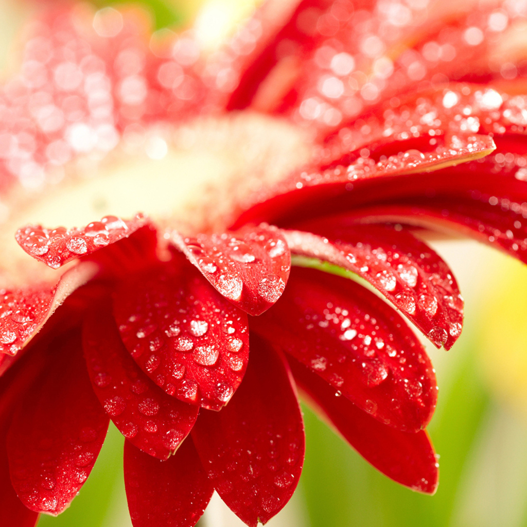 Красный цветок герберы с каплями воды на лепестках 