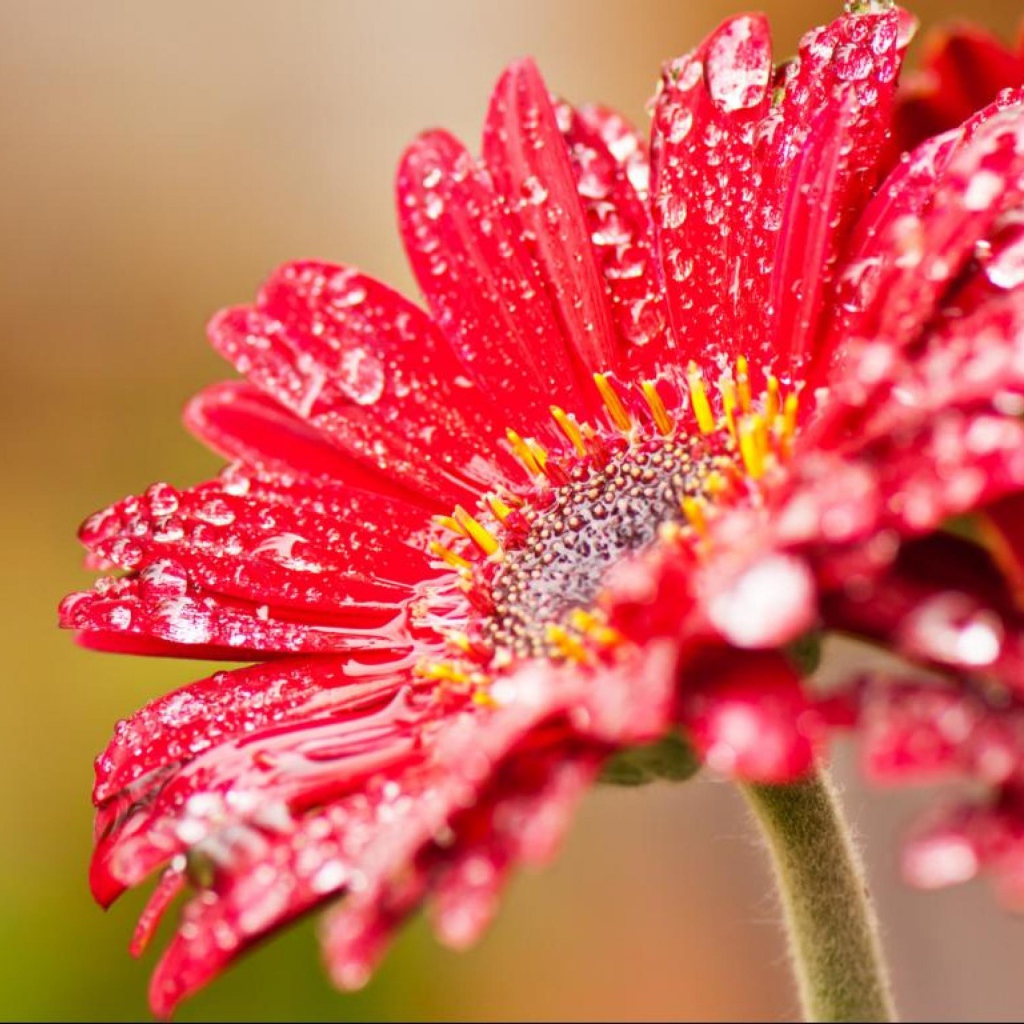 Красный цветок герберы с мокрыми лепестками