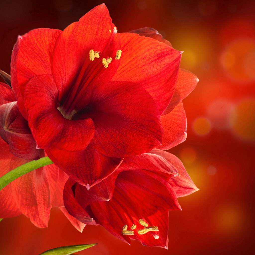 Красные комнатные цветы амариллис крупным планом