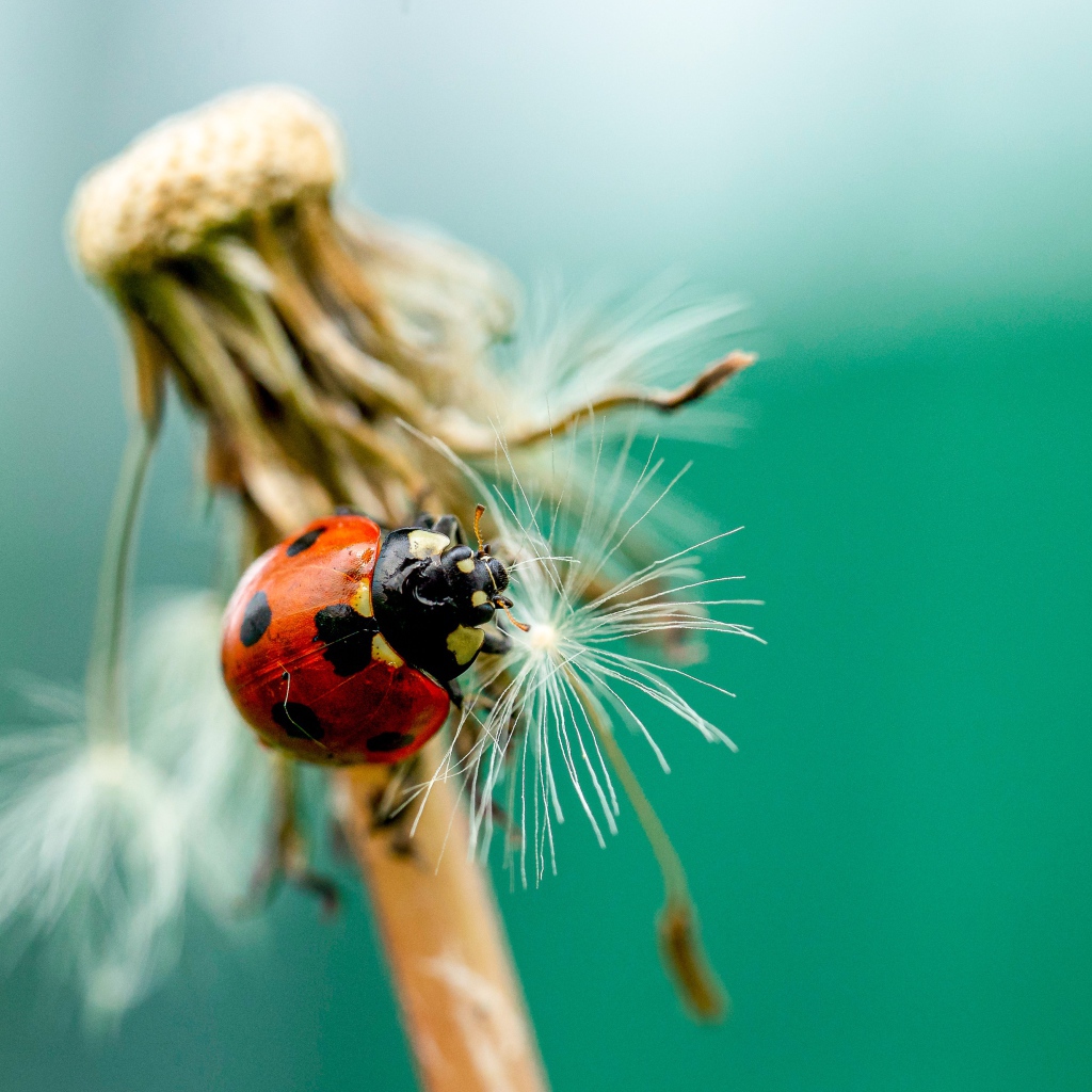 Красная божья коровка на одуванчике