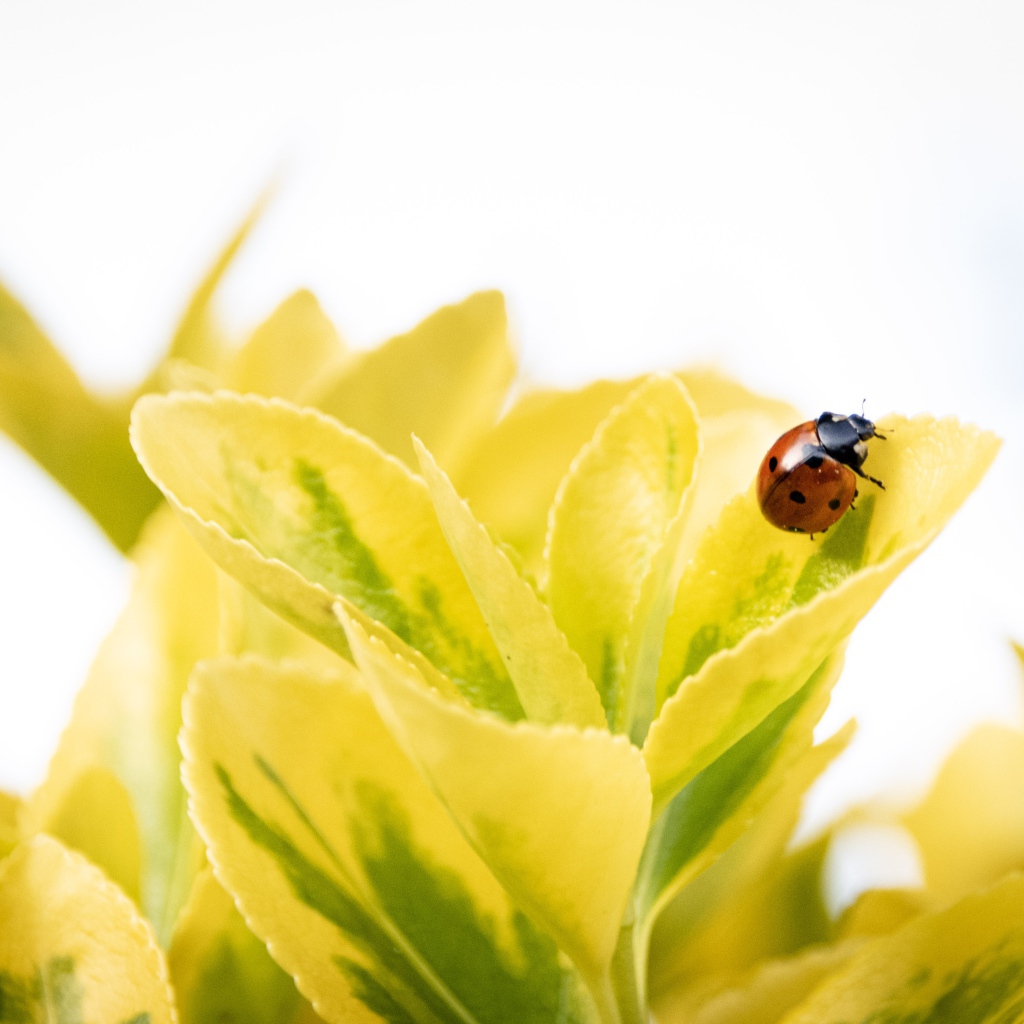 Красная божья коровка на зеленых листьях 