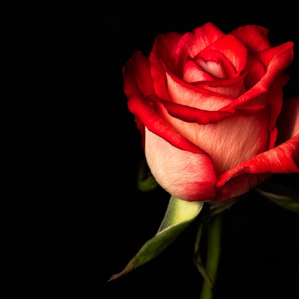Красная одинокая роза на черном фоне