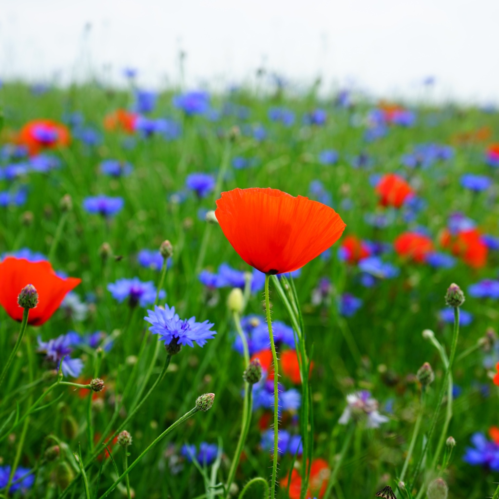 Красные маки и голубые васильки в поле 