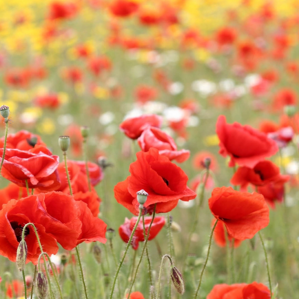 Красные маки в поле летним днем