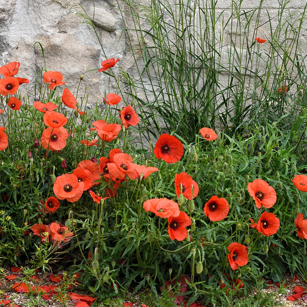 Красные маки в зеленой траве у стены 