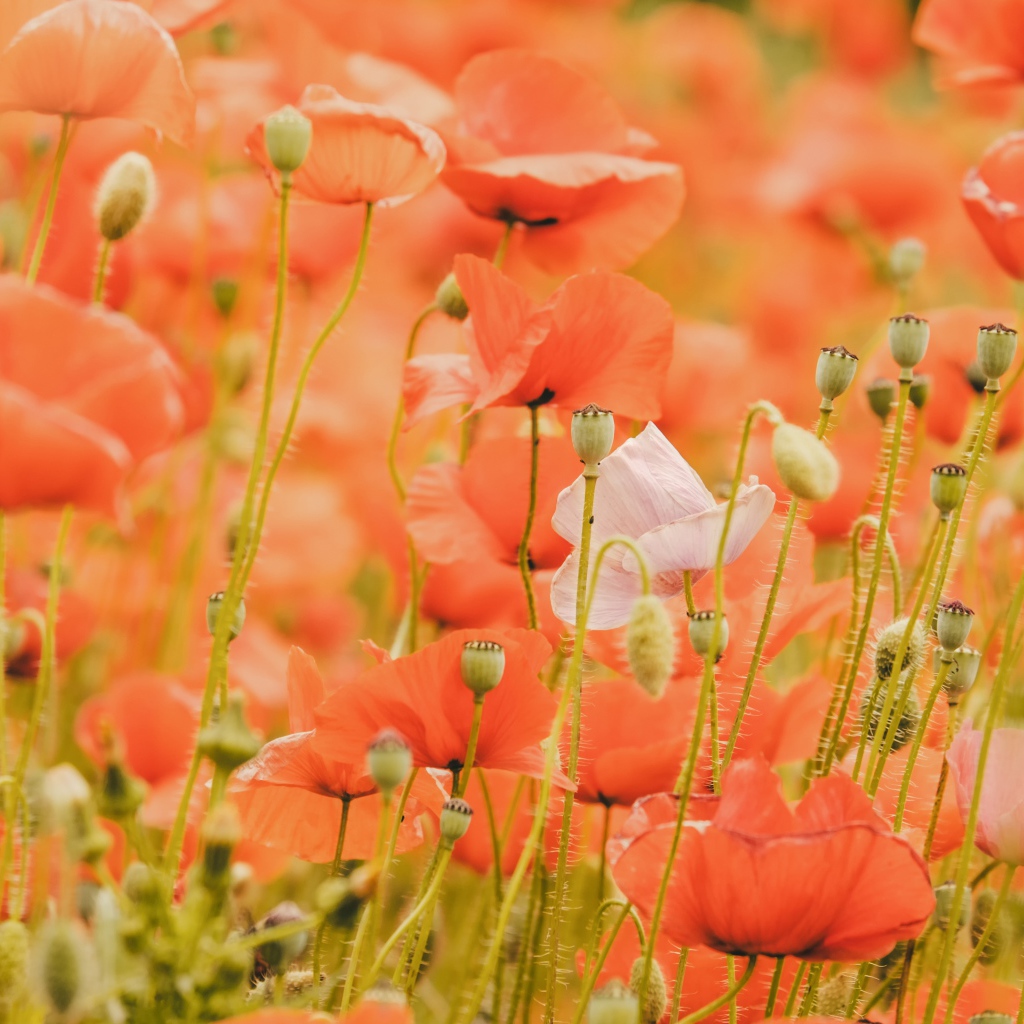 Красные маки на поле крупным планом