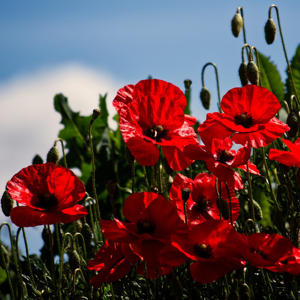 Красные маки с бутонами под голубым небом в лучах солнца