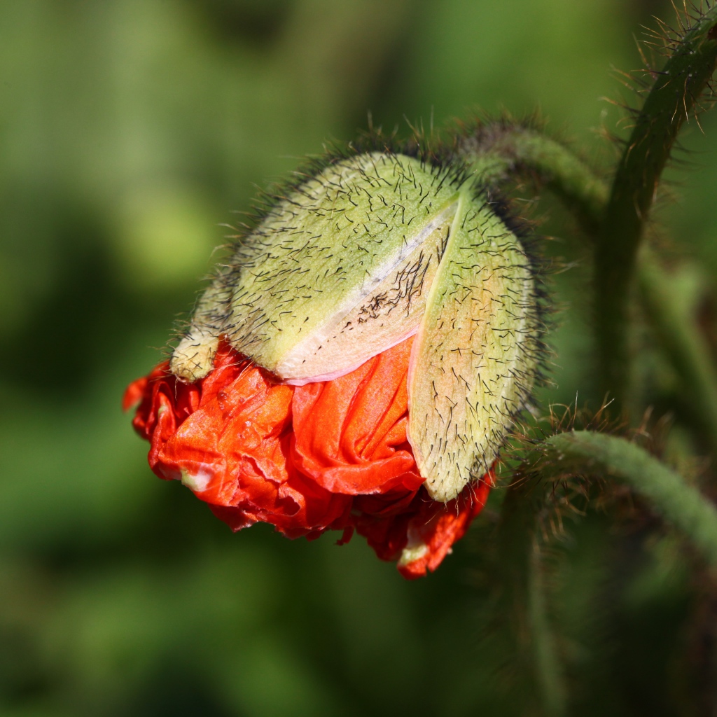 Бутон красного мака в лучах солнца