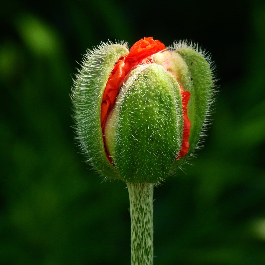 Цветок красного мака распускается на клумбе