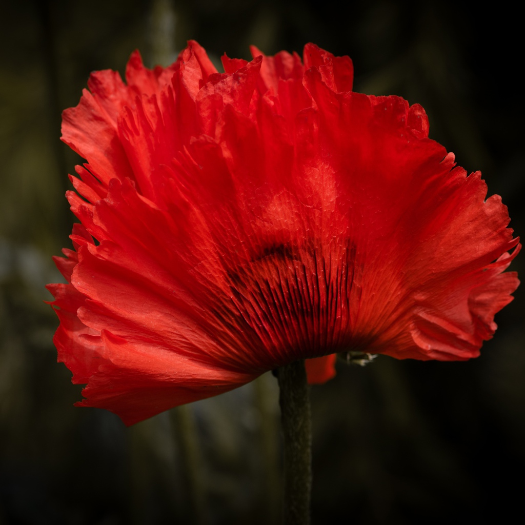 Красный цветок мака крупным планом 