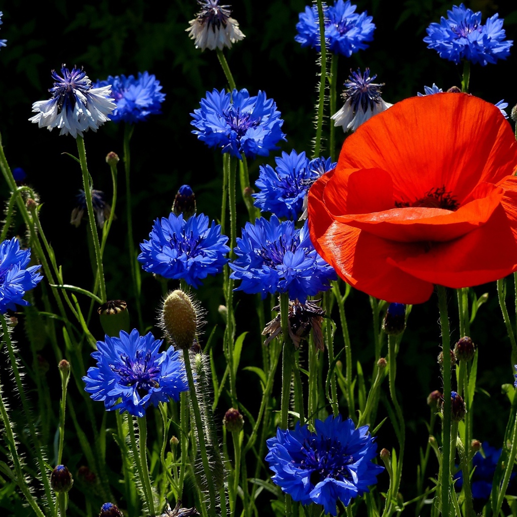 Красный мак на поле с голубыми васильками 