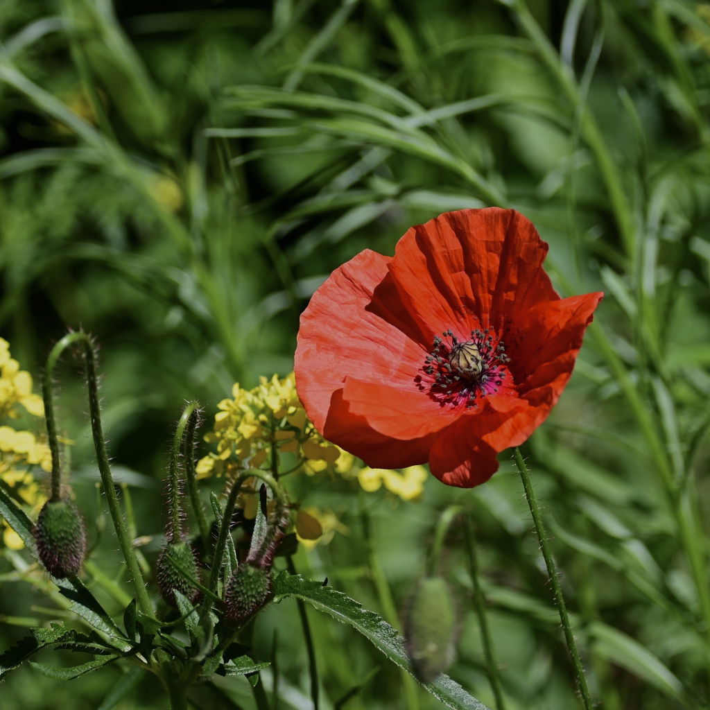 Красный мак с бутонами и полевой травой в лучах солнца