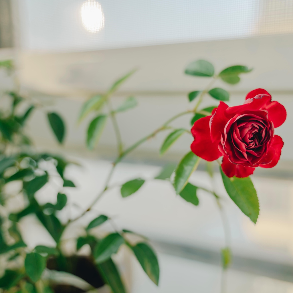 Красная комнатная роза в доме