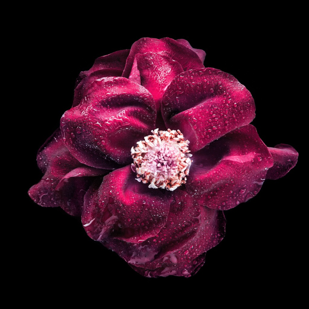 Красный цветок розы в каплях росы на черном фоне крупным планом