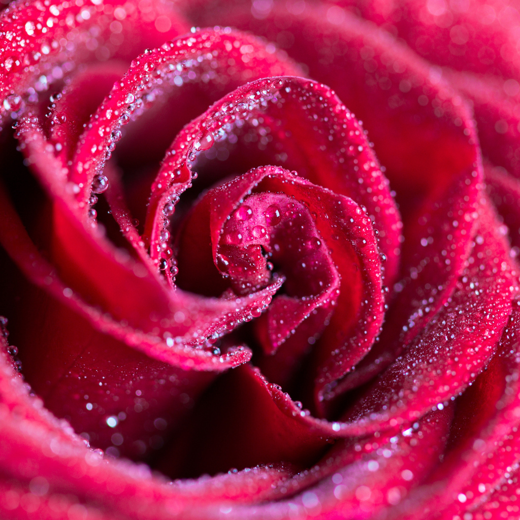 Красная роза в каплях росы крупным планом