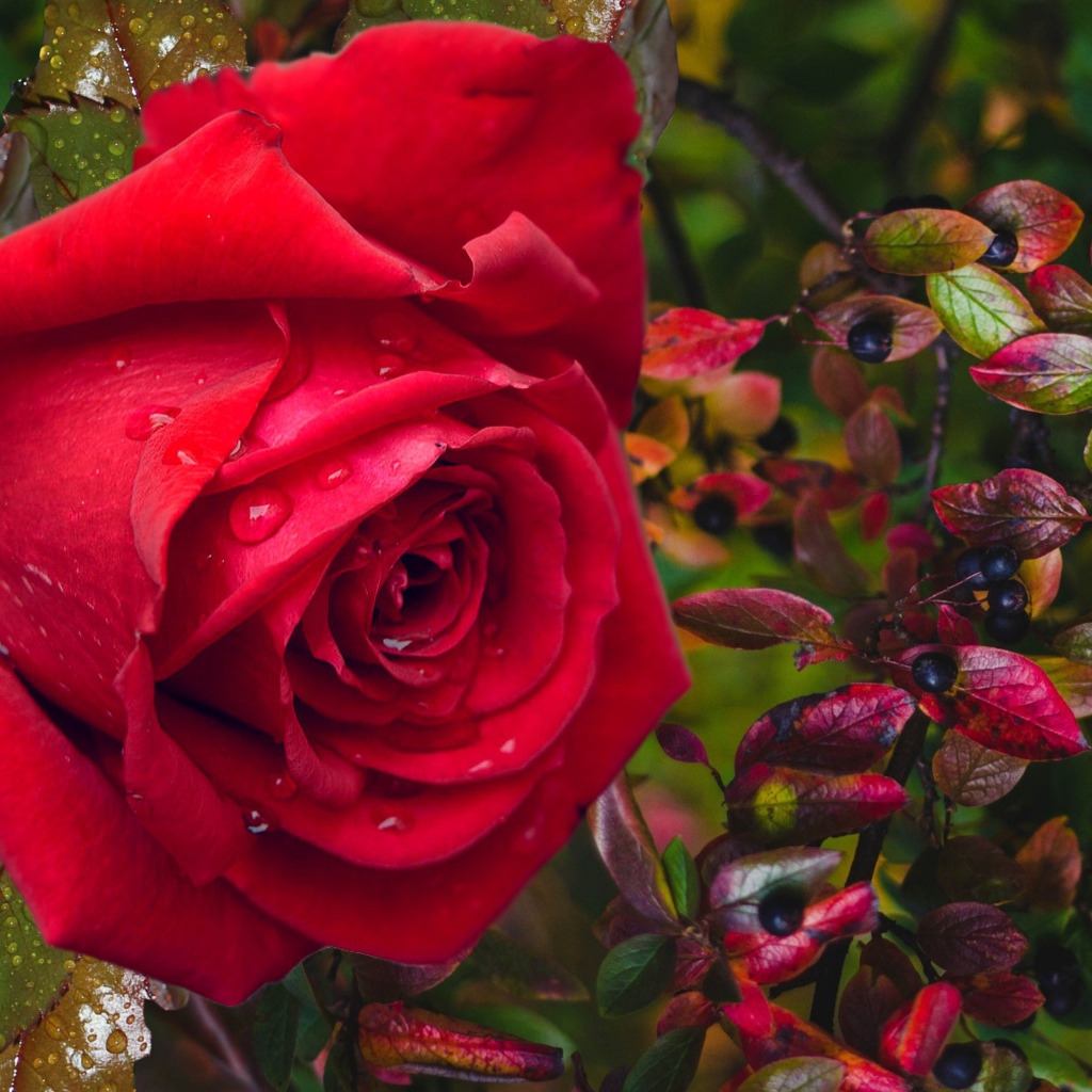 Красная роза в каплях дождя с черными ягодами
