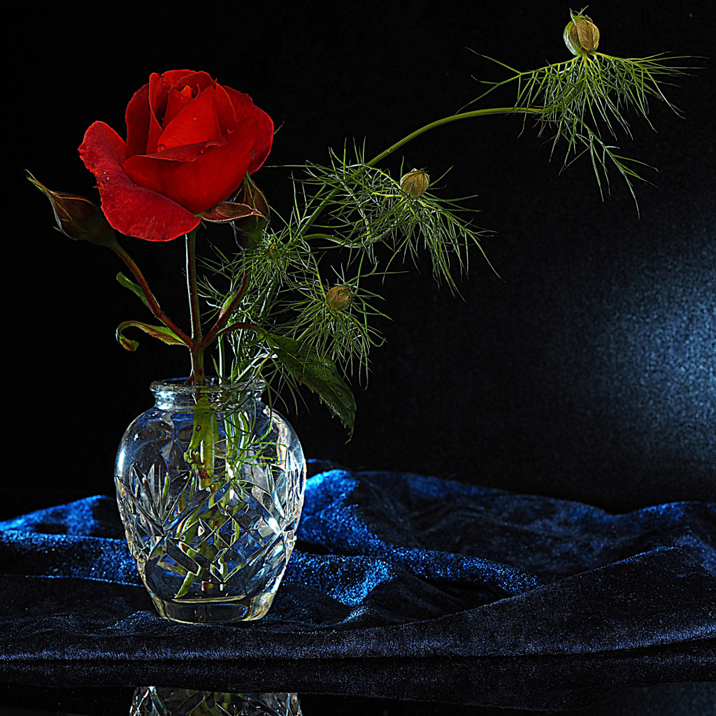 Красная роза с бутонами в стеклянной вазе на черном фоне
