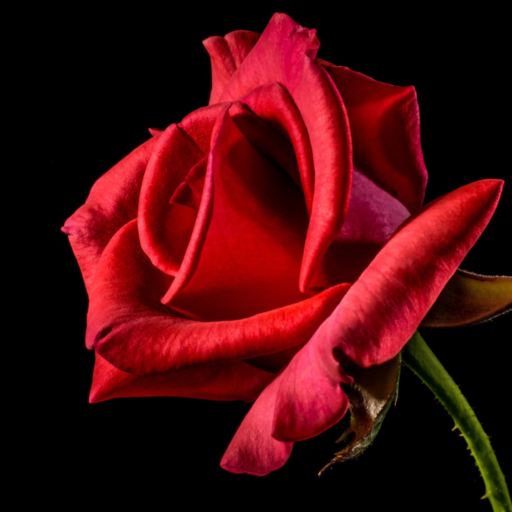 Красная роза с нежными лепестками на черном фоне