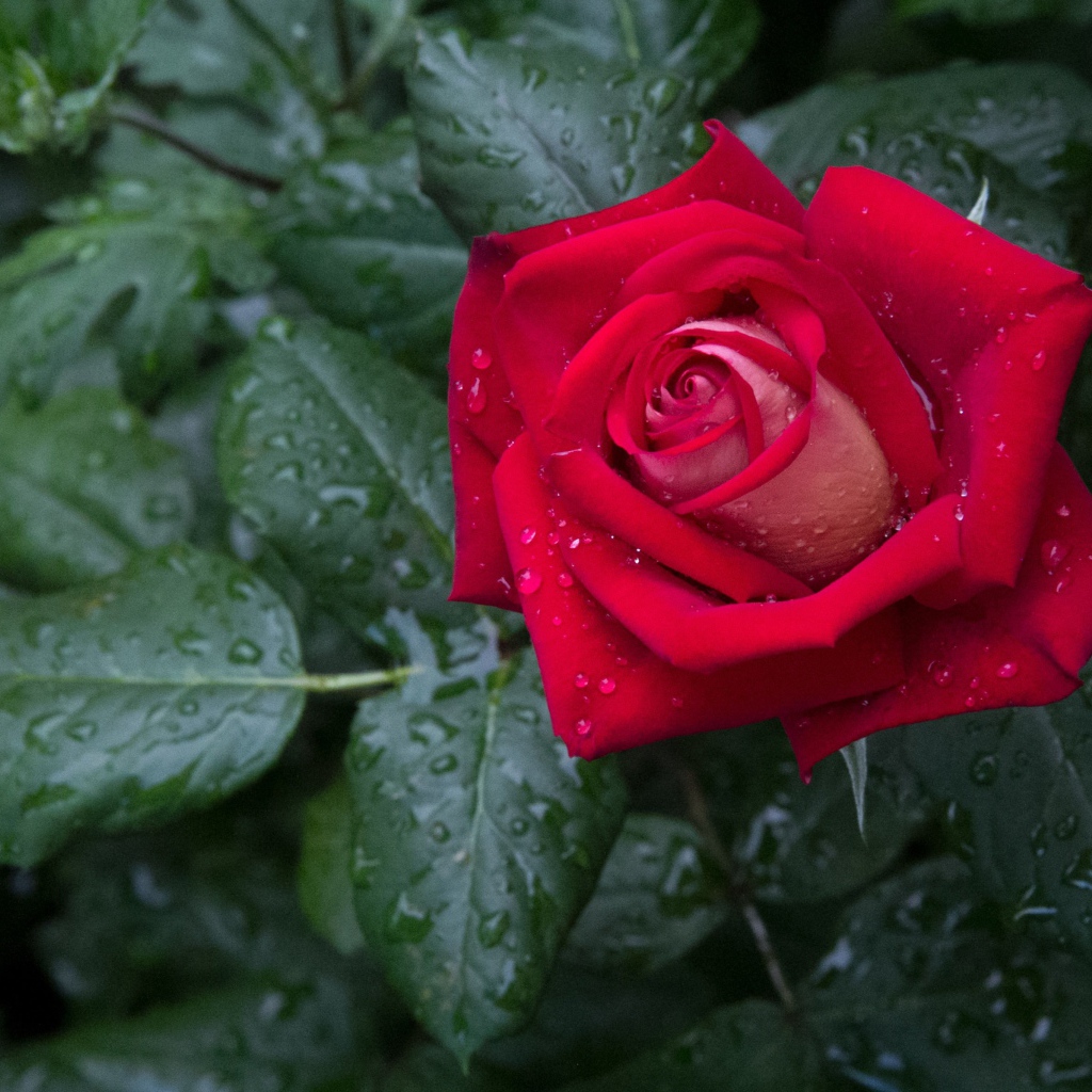 Красная роза с зелеными листьями в каплях дождя 