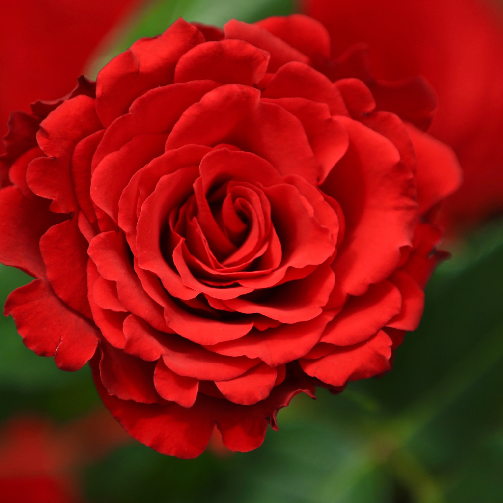 Красная роза с лепестками крупным планом 