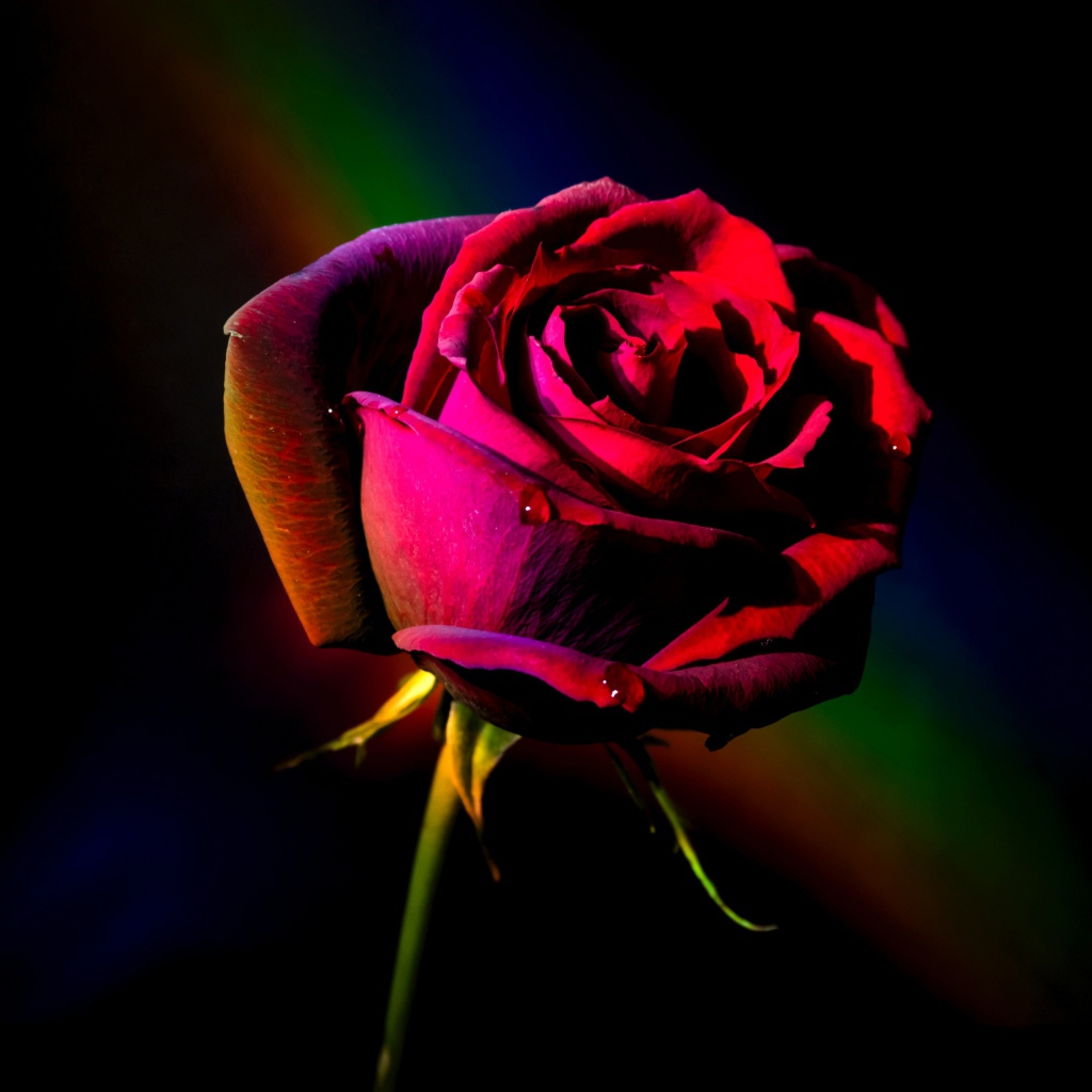 Красная роза с радужным фоном