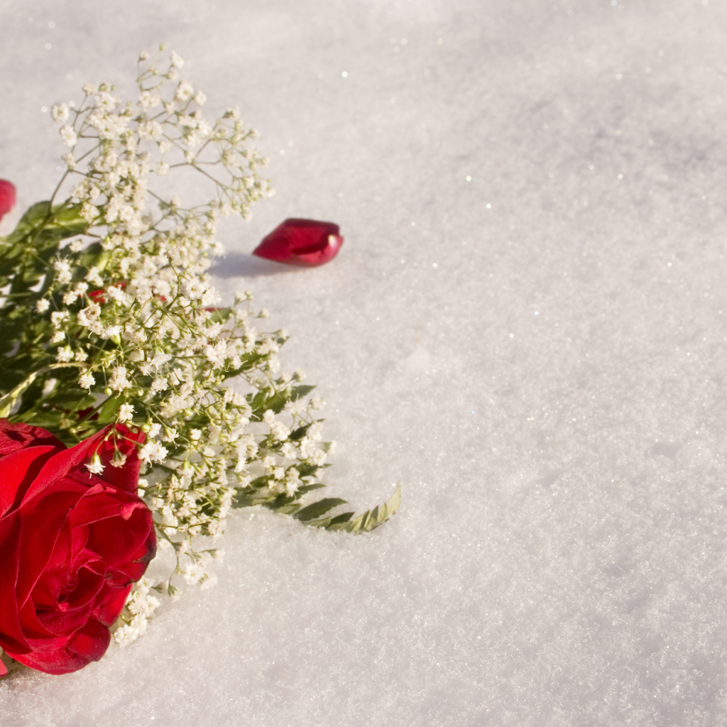 Красная роза с белыми цветами на снегу
