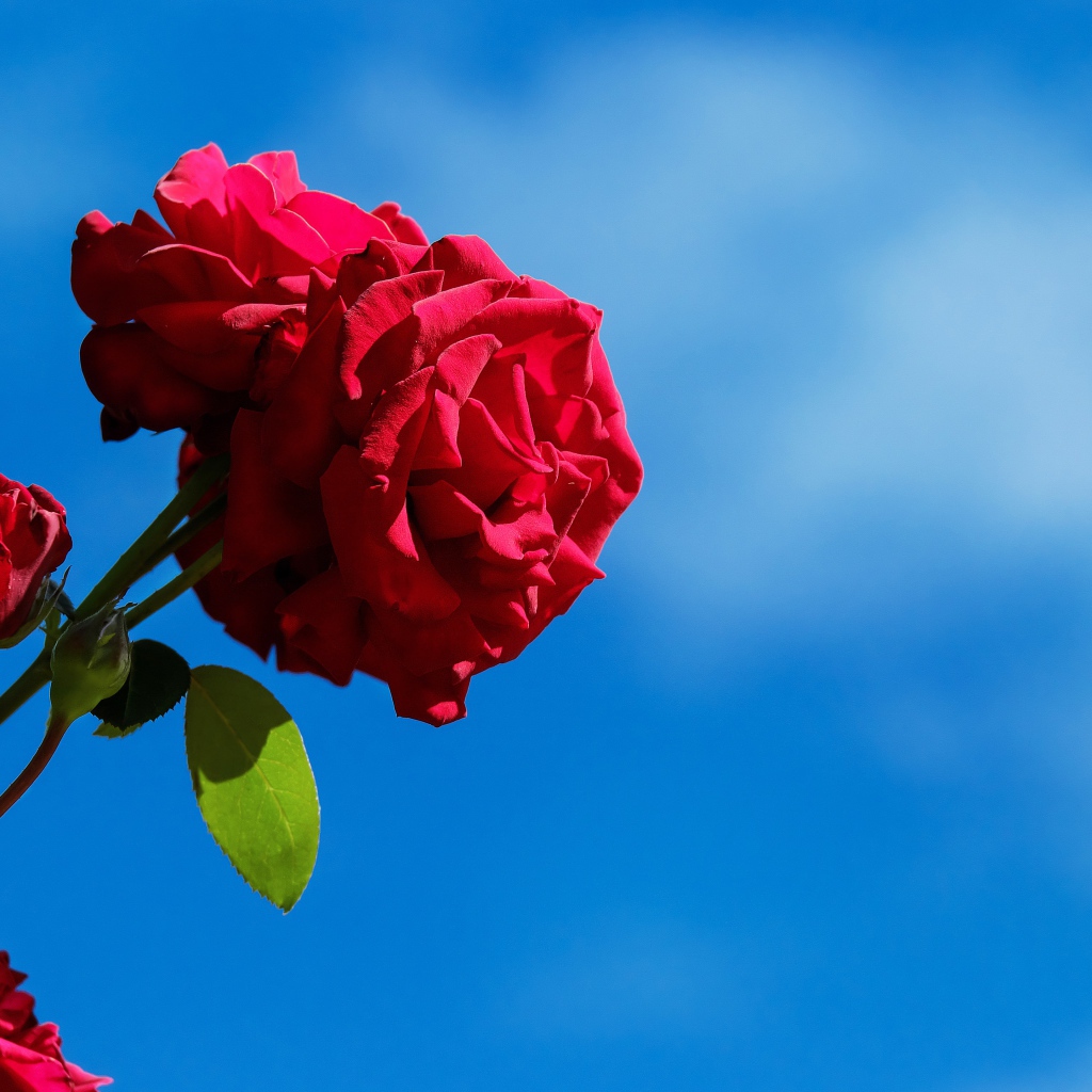 Красные розы с бутонами на фоне голубого неба