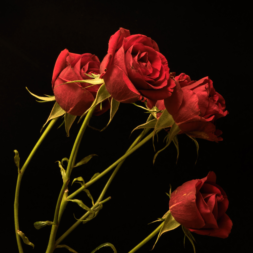 Красные маленькие розы на черном фоне