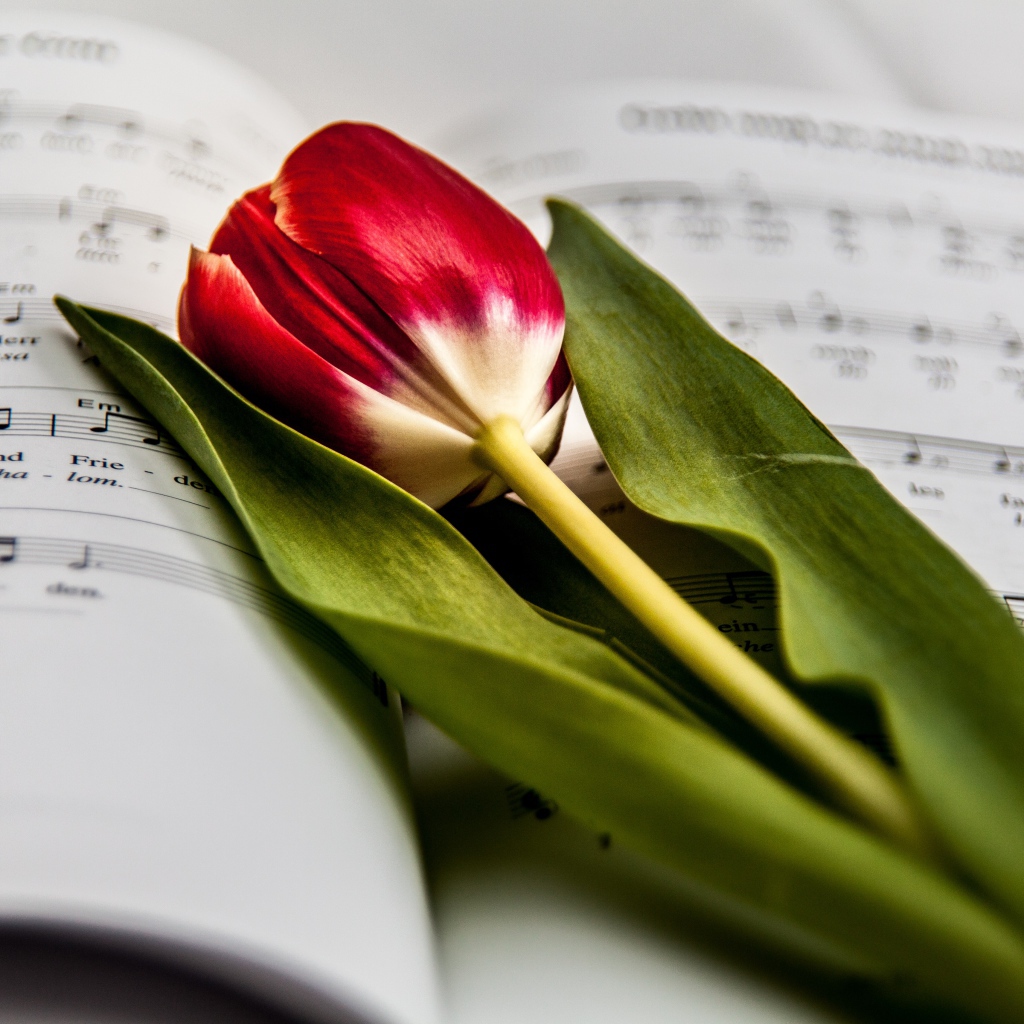 Красный тюльпан с зелеными листьями лежит на нотной тетради