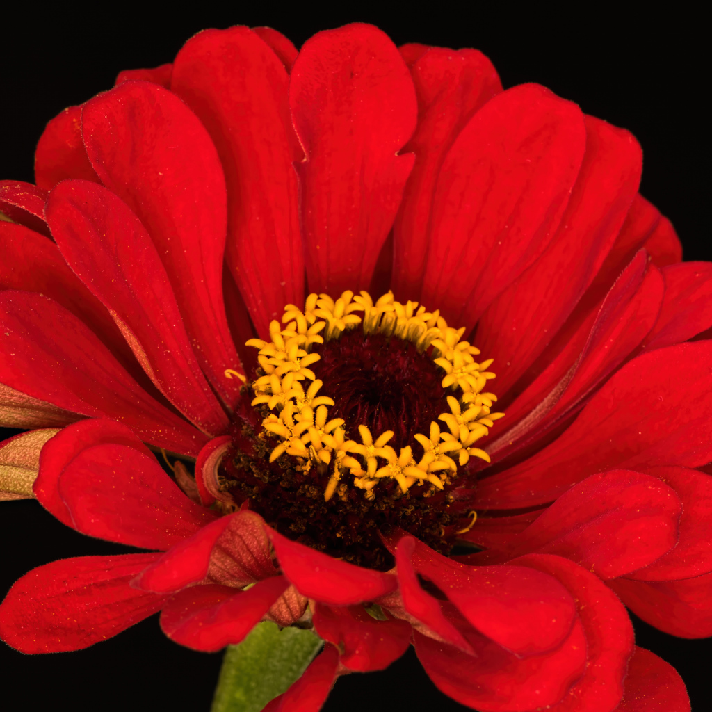 Красный цветок цинния на черном фоне