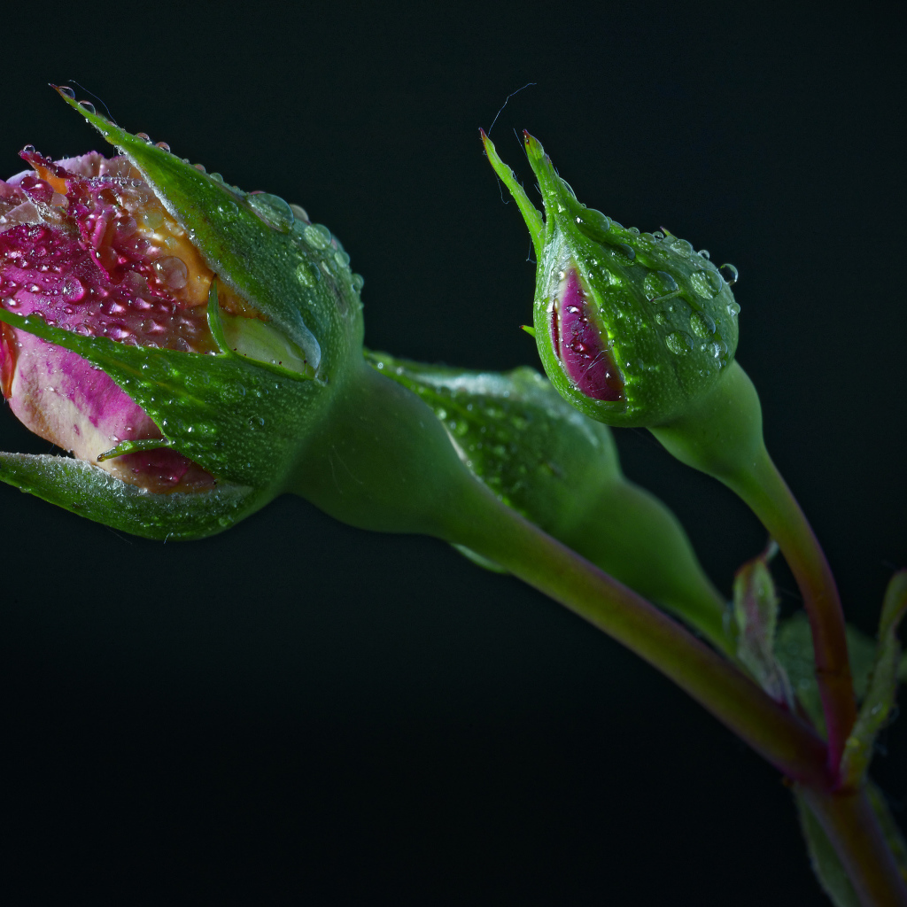 Бутоны розы в каплях воды на черном фоне