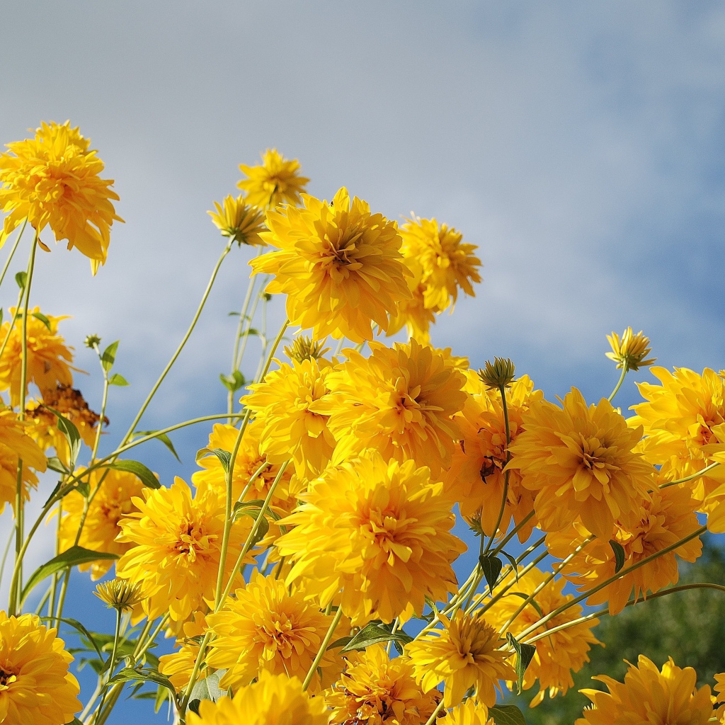 Рудбекия золотые шары на фоне неба